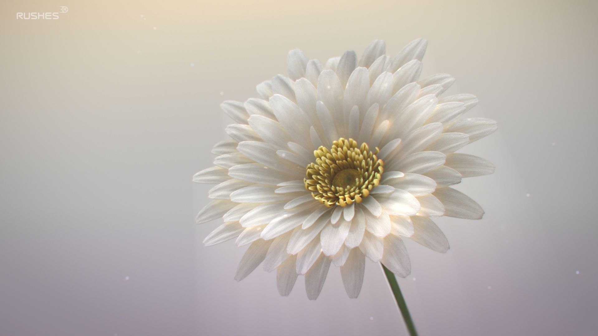 gerbera_lookDev2_v08.jpg_I_R