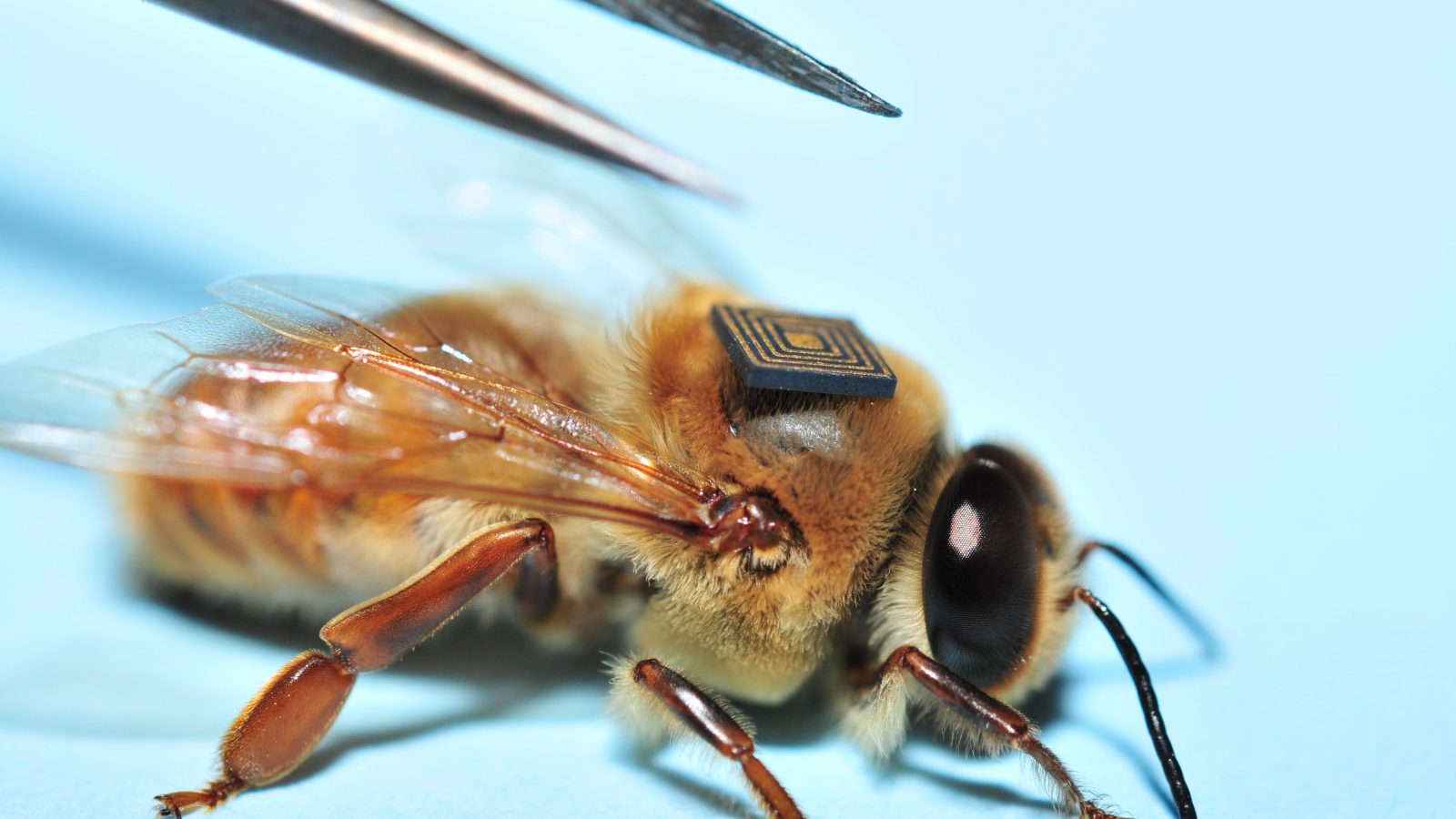 Bees with Backpacks