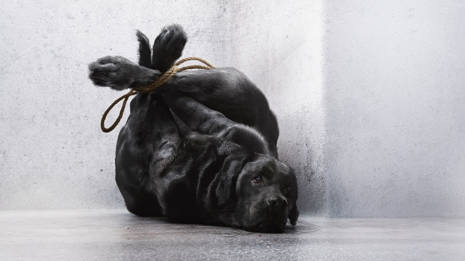 Startling Animal Welfare Campaign Shows Pets as Garbage Bags