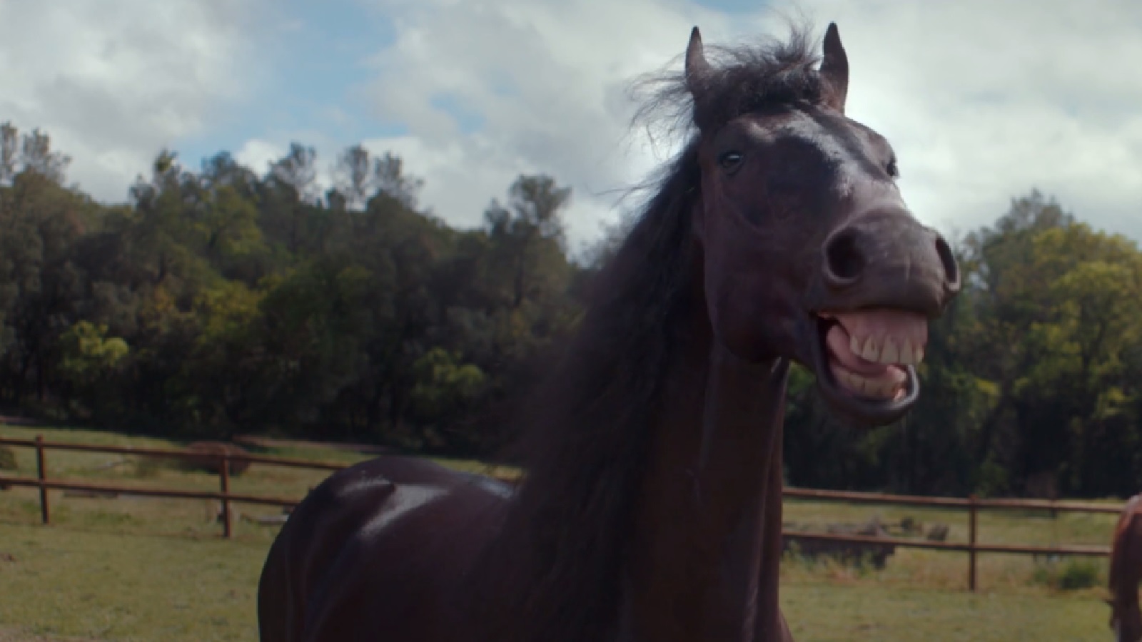 #TBT: You Wouldn’t Want to Park During Such Contagious Horse Laughter