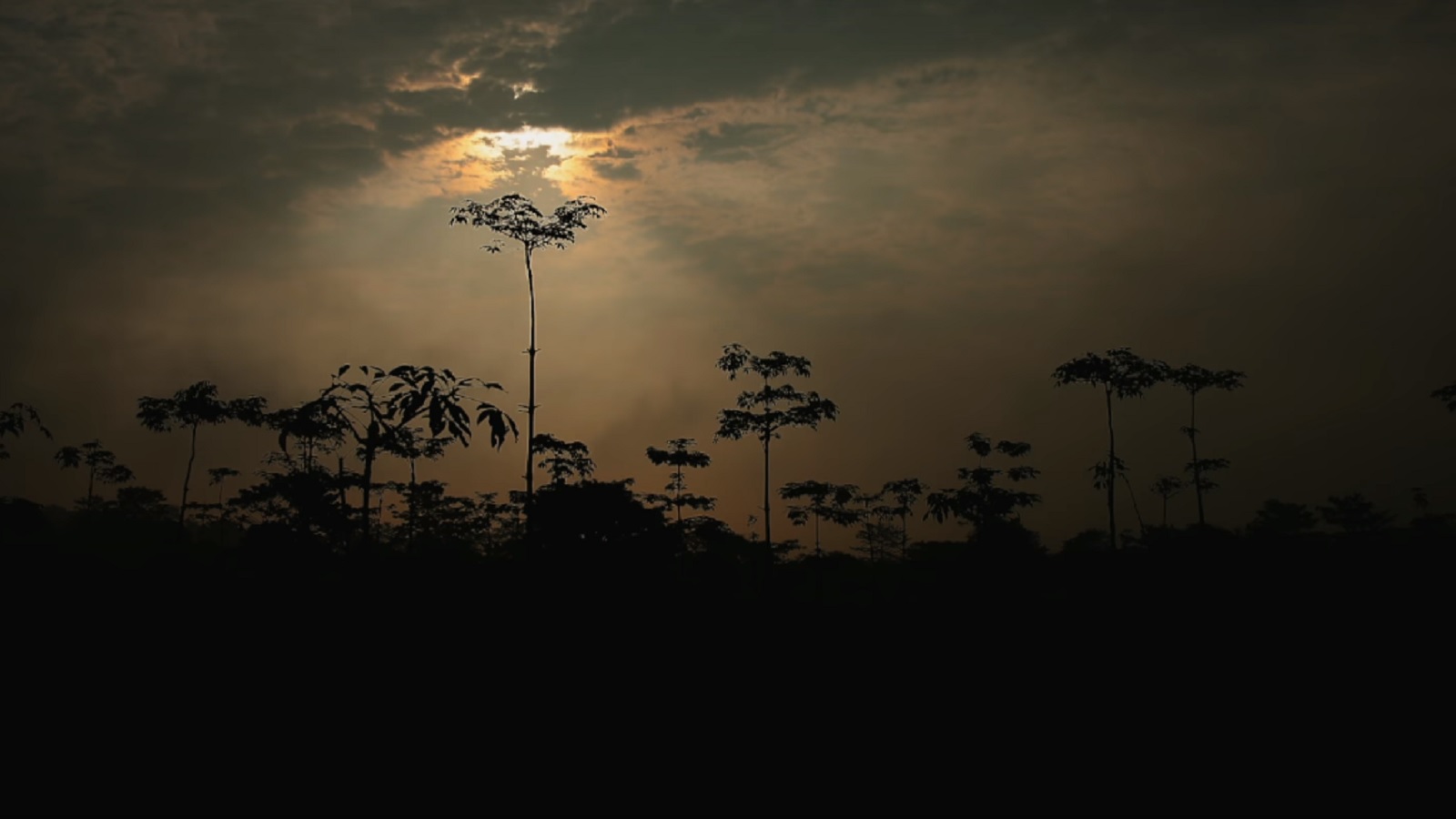 Tropicana Helps Nature Bloom in a Polluted World