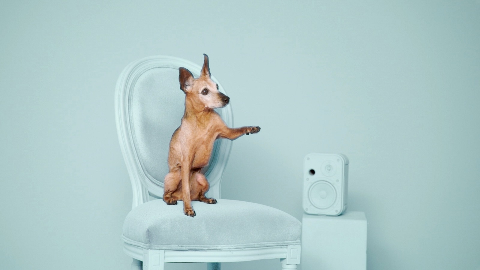 Charming Dogs with Good Music Tastes Look for a New Master