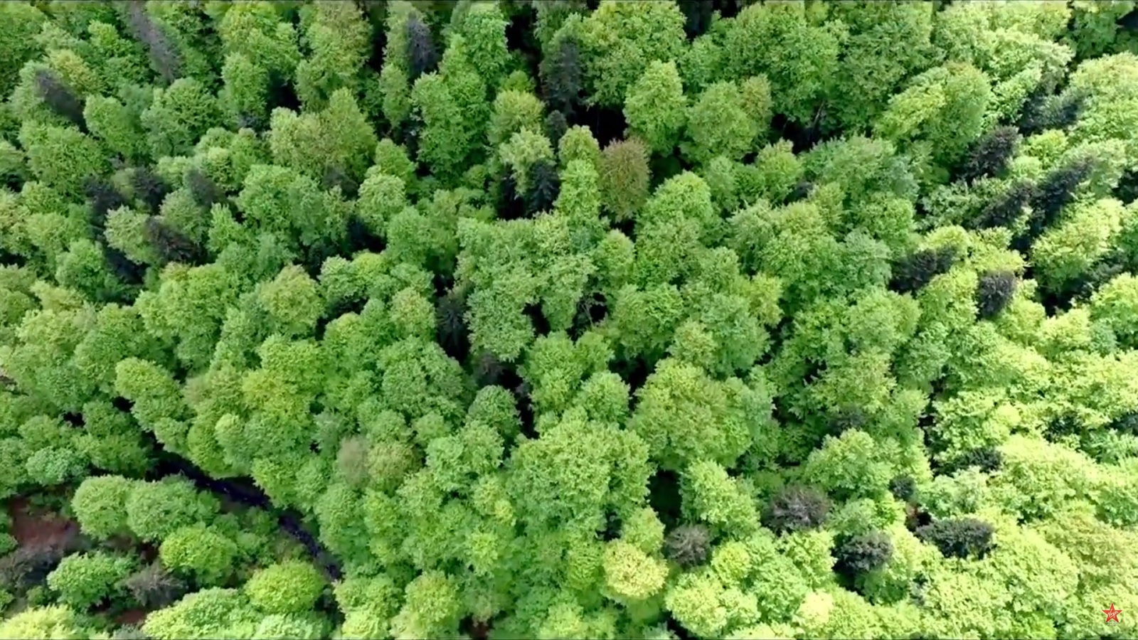 Deforestation Beat Offers Romanians a Chance to Save Virgin Forests