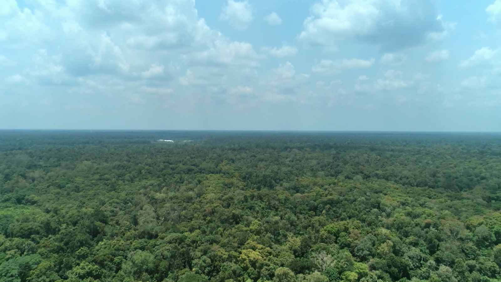 Trapa Speaks About Palm Oil Deforestation through Photos