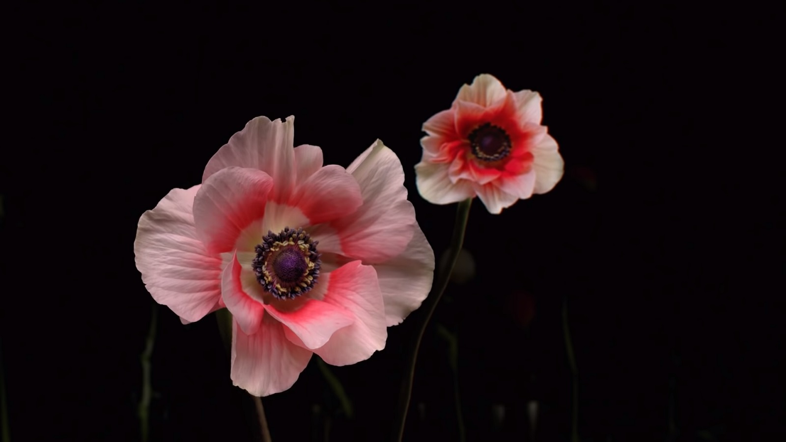 Behold! Beautiful Flowers Burst into a Spectacular Show