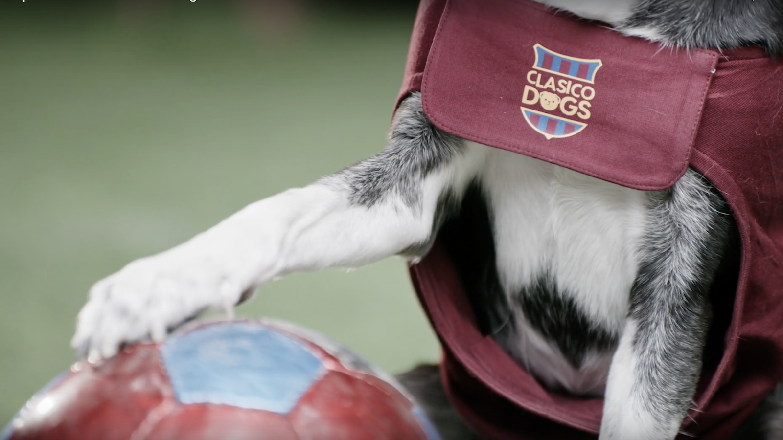 Hard tackles, Fierce Rivalry, and Four Legs of Skill. Meet the Clasíco Dogs!
