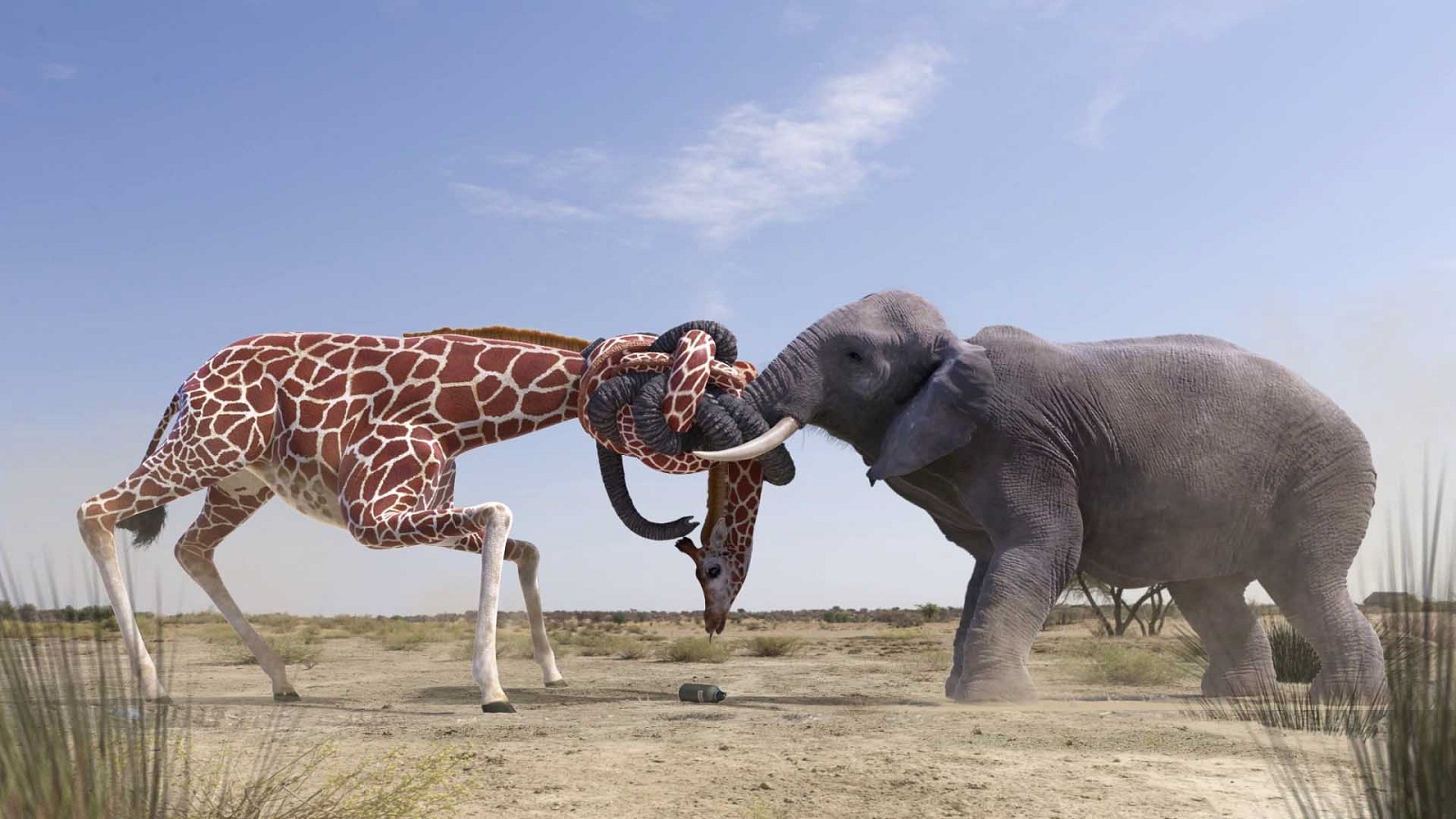 #TBT: An Elephant and a Giraffe Dispute Becomes a Tangled Story