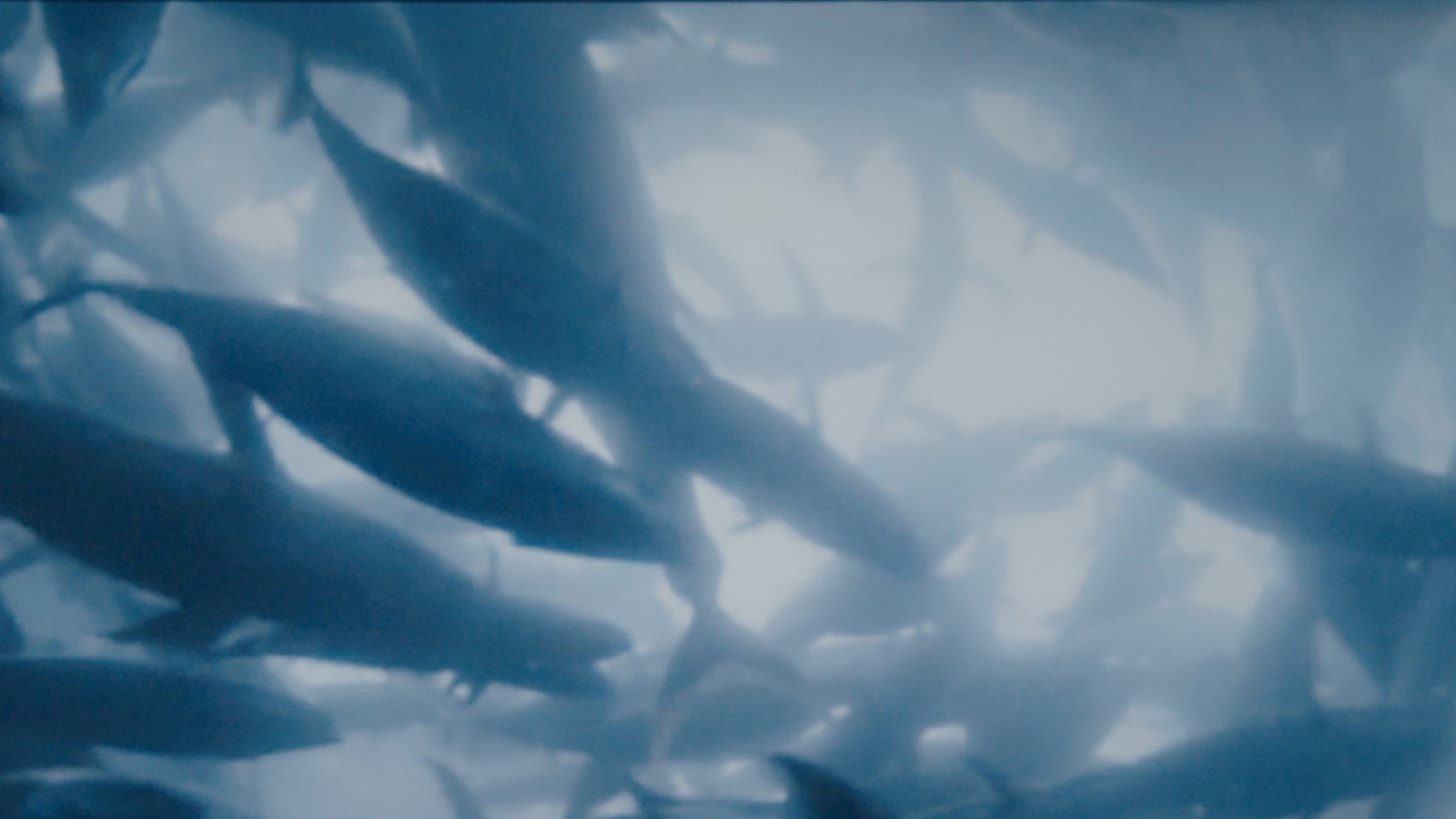 Don’t Let This Be Ocean’s Last Message