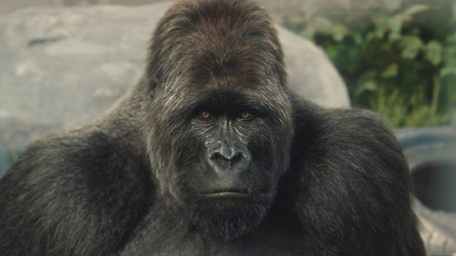 #TBT: Computer-Generated Gorilla Wants to Break Free