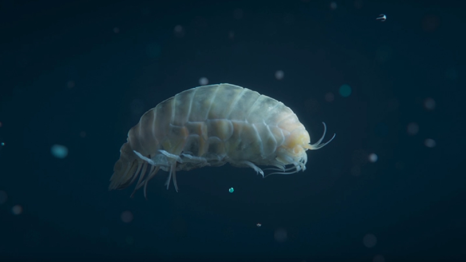 #TBT: Deep-Sea Species Is Named After Its Contaminant