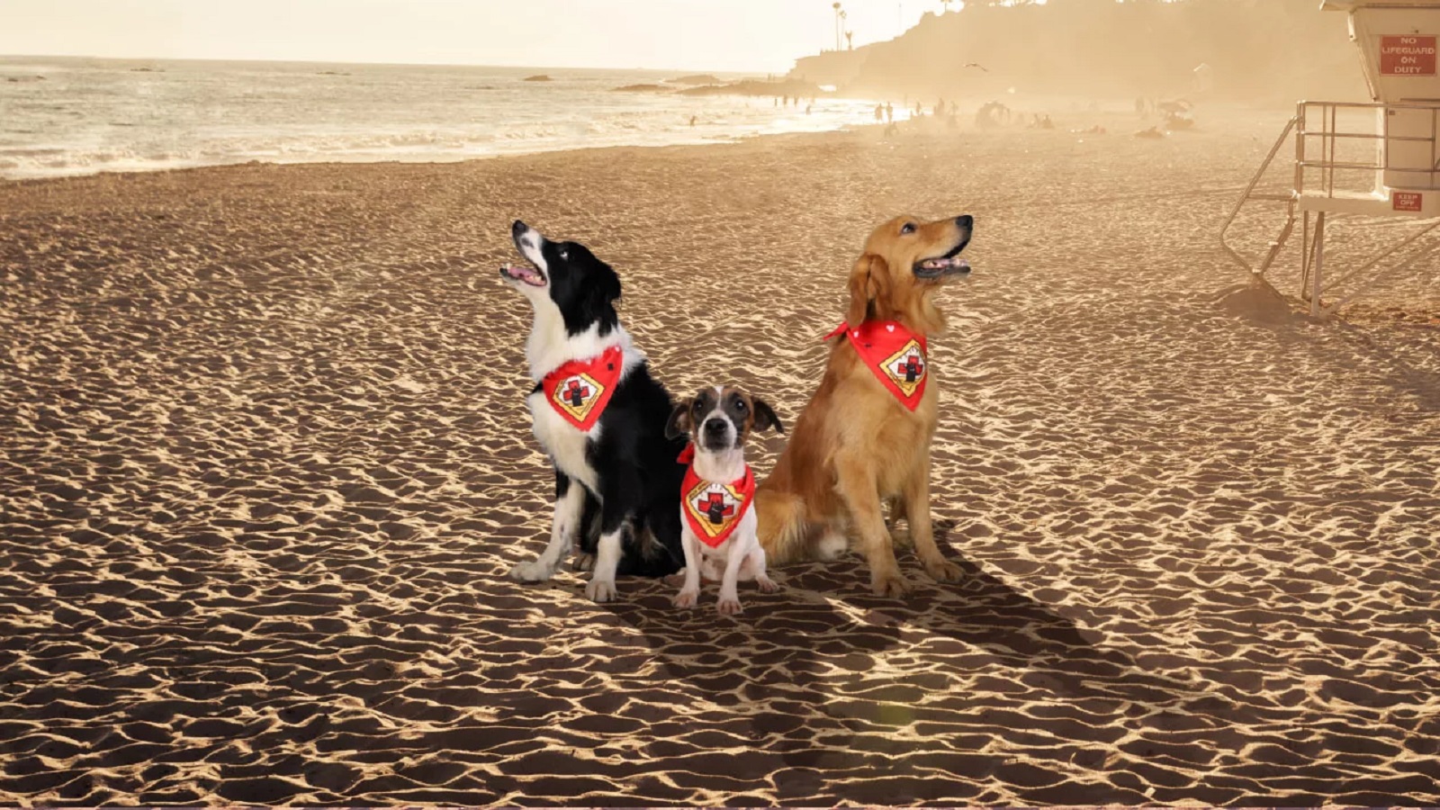 #TBT: Dogs Patrol Philippine Beaches to Promote Sun Safety