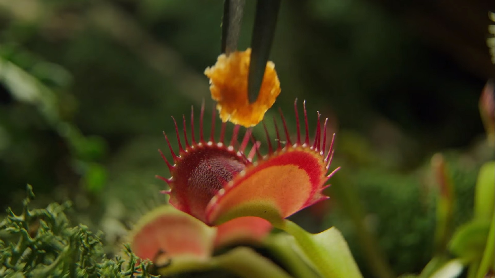 A&W Puts Dionaea Muscipula Plants to a Taste Test