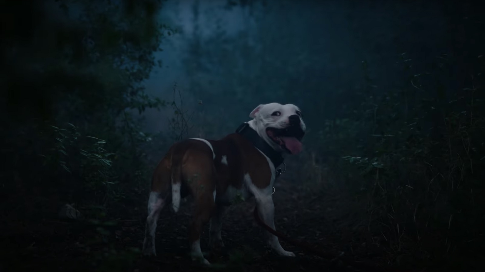 Human Learns the Hard Way the Consequences of Pet Abandonment